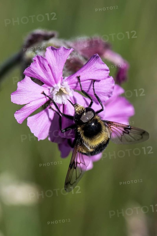 Red campion (Silene dioica) with bumblebee hawk-moth (Eristalis intricaria), Emsland, Lower Saxony, Germany
