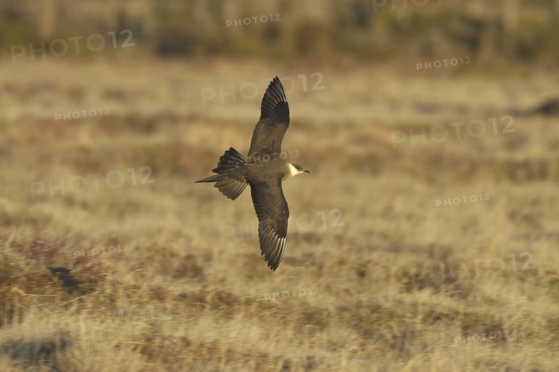 Parasitic Jaeger (Stercorarius parasiticus) flying, Manitoba, Canada