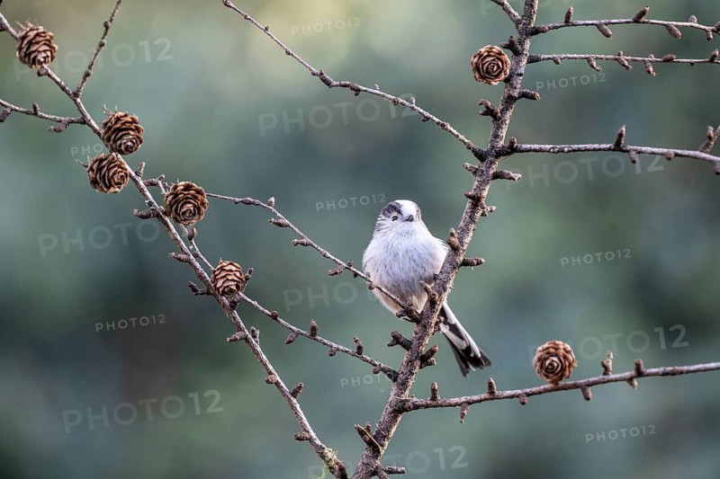 Long-tailed Tit (Aegithalos caudatus), Emsland, Lower Saxony, Germany