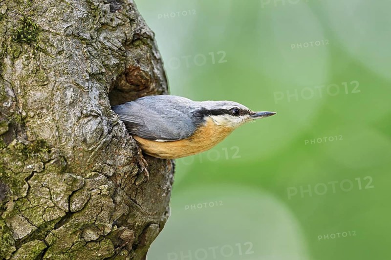 Nuthatch (Sitta europaea), looking out of its nesting cavity, Lake Neusiedl National Park, Seewinkel, Burgenland, Austria