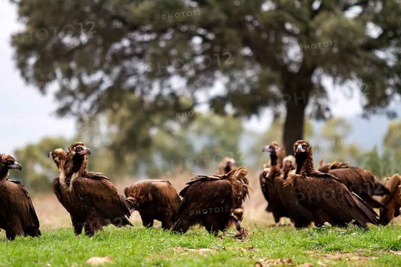Cinereous Vulture (Aegypius monachus) flock, Castile-La Mancha, Spain