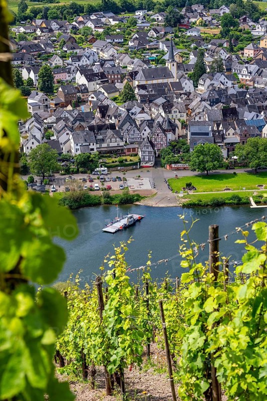 The wine town of Pünderich, in the district of Cochem-Zell, on the Moselle, view from the vineyards of the Pündericher Marienburg location, Moselle ferry, Rhineland-Palatinate, Germany