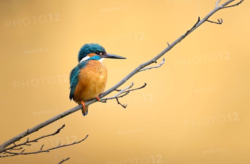 Kingfisher (Alcedo atthis), male on the lookout for fish, Canton of Zurich, Switzerland