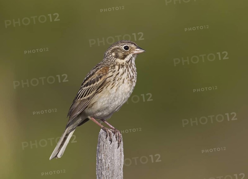 Vesper Sparrow (Pooecetes gramineus), Michigan, USA