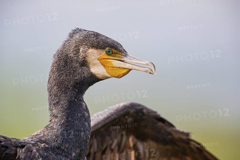 Cormorant (Phalacrocorax carbo) Germany