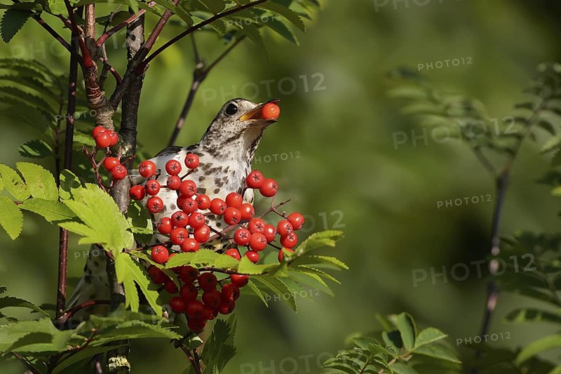Mistle Thrush (Turdus viscivorus), Wirral, United Kingdom