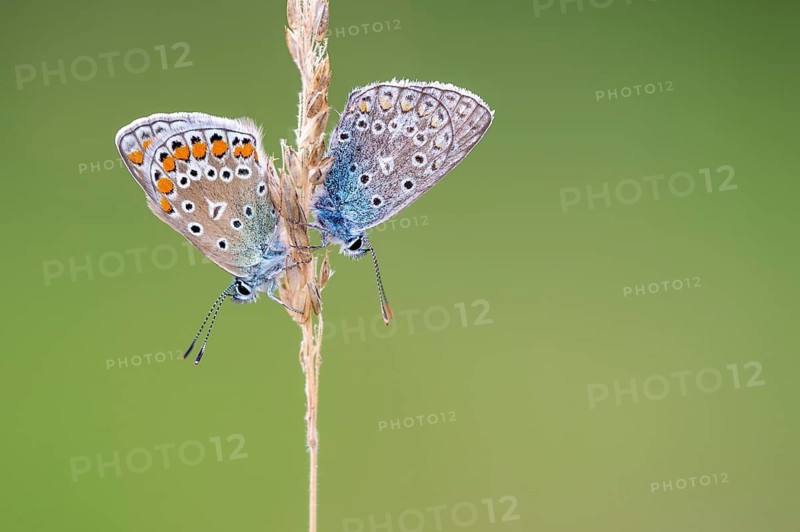 Blue butterfly (Polyommatus icarus), Goldenstedt moor, Goldenstedt, Lower Saxony, Germany
