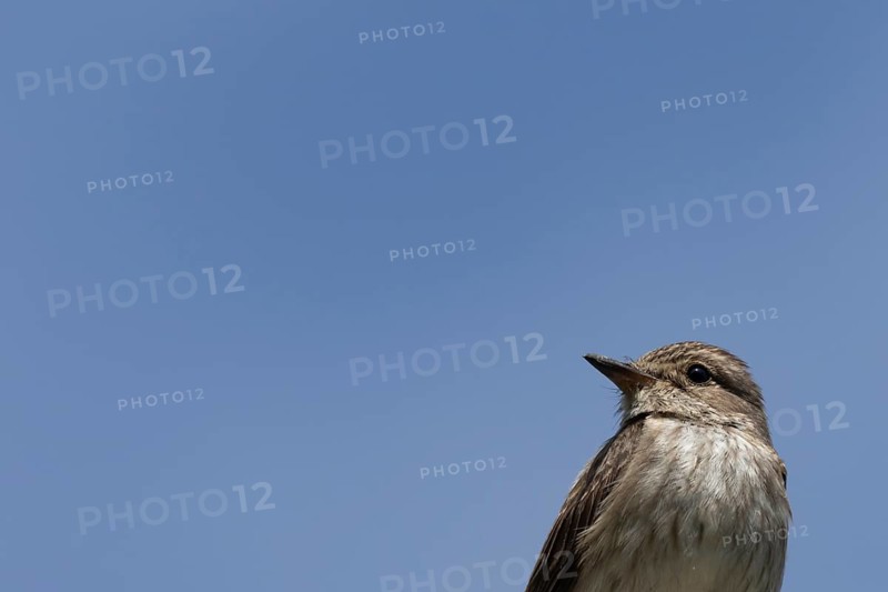 Spotted flycatcher (Muscicapa striata) adult bird head portrait, England, United Kingdom
