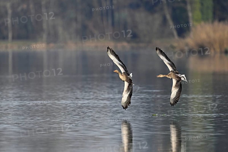 Two greylag geese (Anser anser) in flight over the water, Switzerland