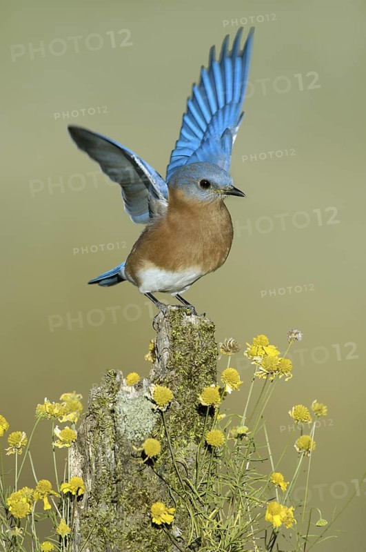 Eastern Bluebird (Sialia sialis), Texas, USA