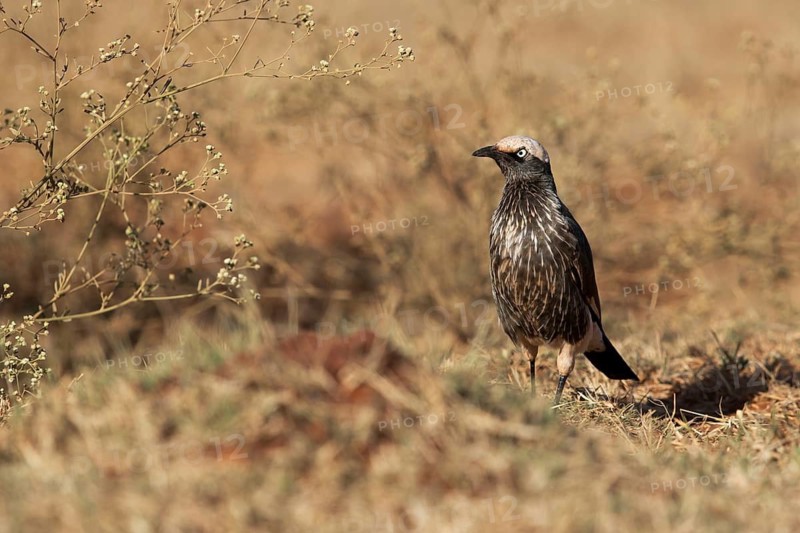 White-crowned Starling (Lamprotornis albicapillus) perched on the ground, Oromia, Ethiopia