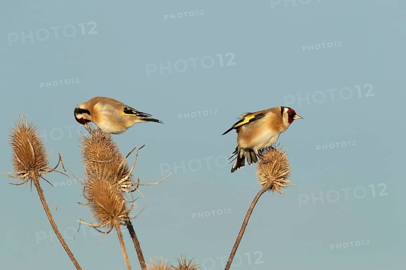 European goldfinch (Carduelis carduelis) two adult birds on a Teasel (Dipsacus fullonum) seed head, England, United Kingdom
