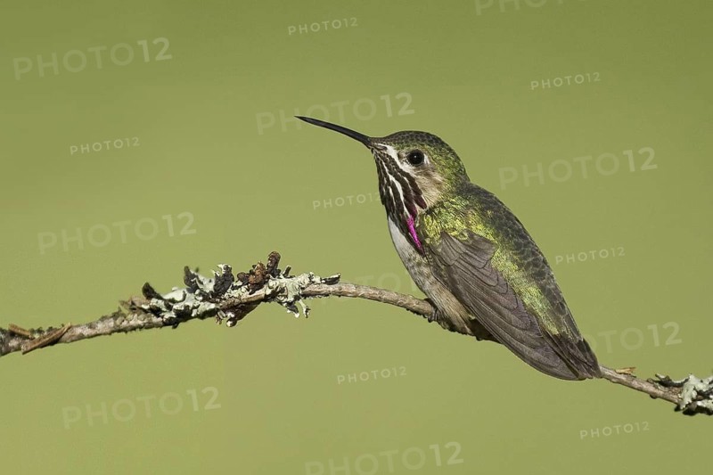 Calliope Hummingbird (Selasphorus calliope), Montana, USA