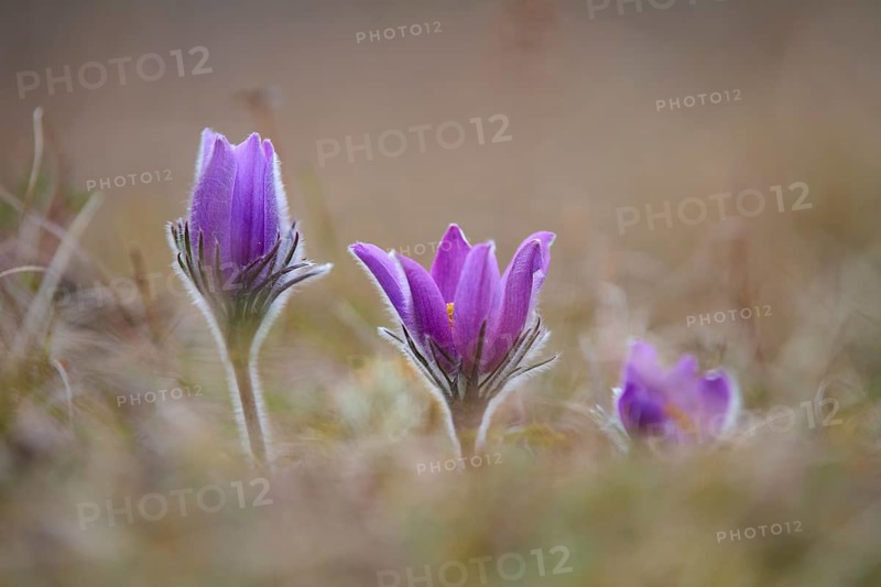 Pasque flower (Pulsatilla vulgaris), purple spring flowers in a meadow, Werbach, Tauber Valley, Baden-Württemberg, Germany