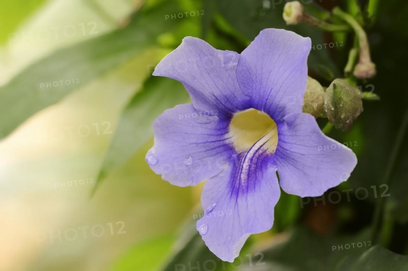 Bengal clockvine (Thunbergia grandiflora), flower, ornamental plant, native to Asia