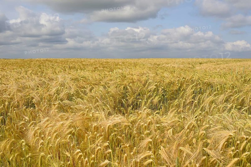 View over a grain field, barley (Hordeum vulgare), blue cloudy sky, North Rhine-Westphalia, Germany