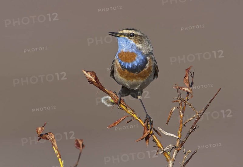 Bluethroat (Luscinia svecica svecica) male, Alaska, USA