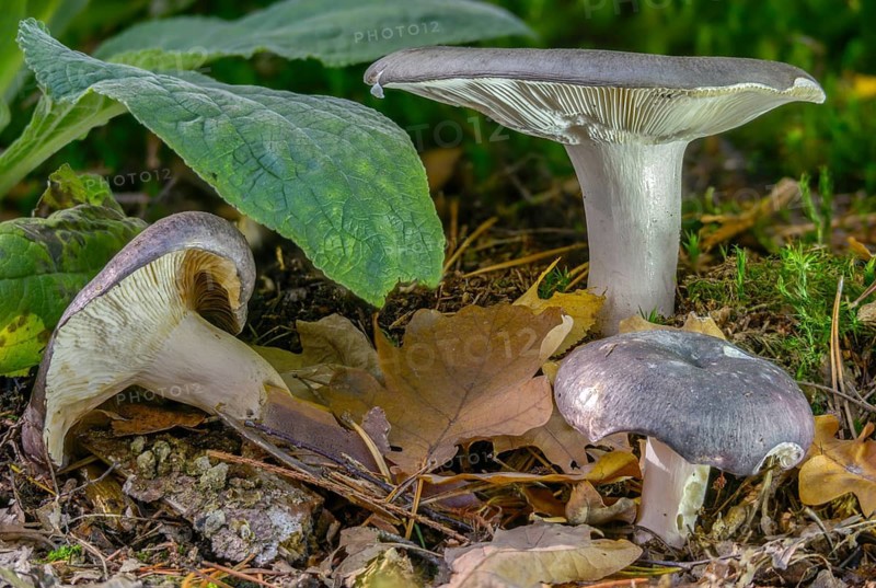 Bluefing, bluebird, bluebird, blueish dove, womanbird, green thief, purple-green dove, russula cyanoxantha, violet-green woman-dove, charcoal burner, fungi, fungus, mushrooms