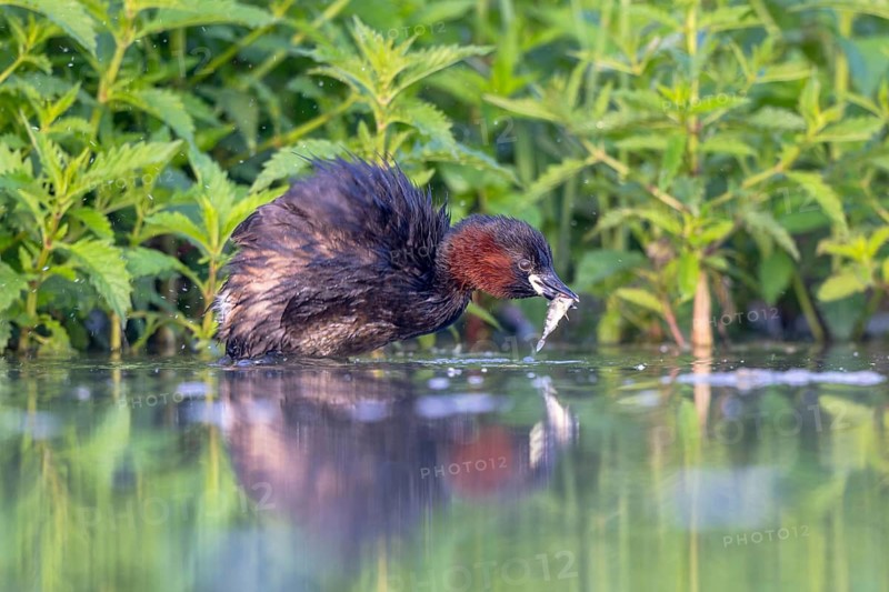 Little Grebe (Tachybaptus ruficollis) with fish prey in its beak, North Rhine-Westphalia, Germany