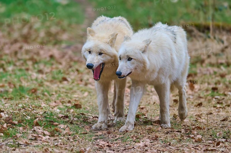 Two white wolves can be seen exploring the autumn foliage, Arctic wolf (Canis lupus arctos), Germany