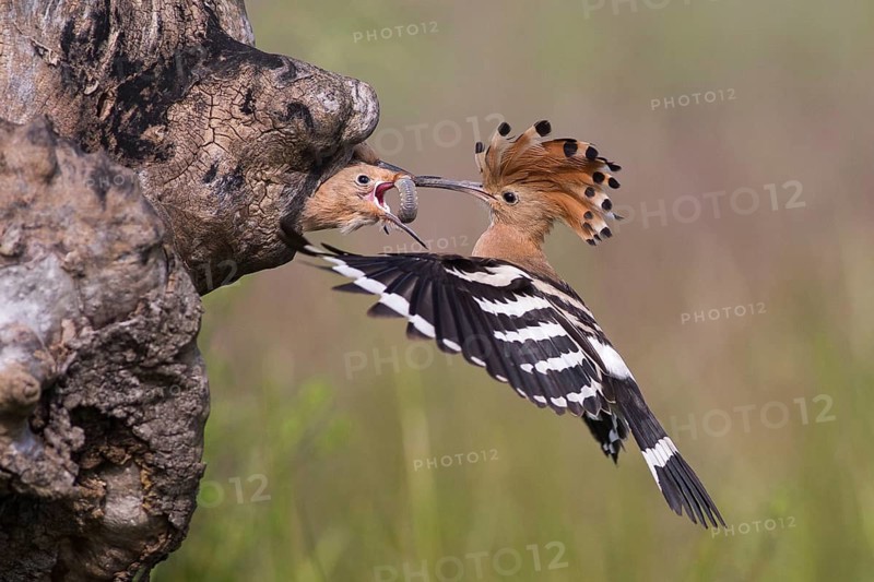 Eurasian Hoopoe (Upupa epops) feeding juveniles in nesting cavity, Subotica, Serbia