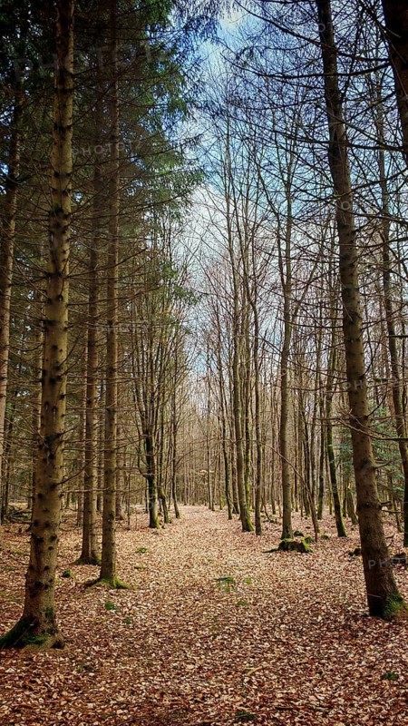 A bare forest trail in winter, surrounded by tall, slender trees and a covered cover of leaves, hiking on the Franconian Rennsteig near Steinbach am Wald, Frankenwald nature park Park