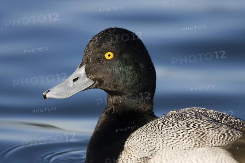 Lesser Scaup Aythya affinis Tucson, Pima County, Arizona, United States 21 February Adult Male Anatidae Although the head looks rounded and green, this is still a Lesser Scaup