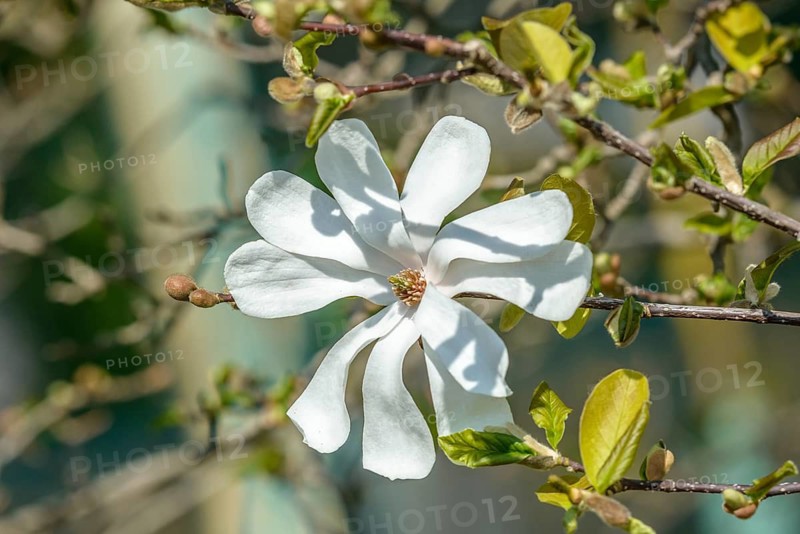 Löbner's magnolia (Magnolia × loebneri 'Merrill'), Wilhelma, Stuttgart, Baden-Württemberg, Germany