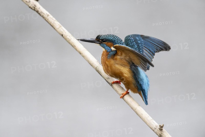 Common kingfisher (Alcedo atthis), Emsland, Lower Saxony, Germany
