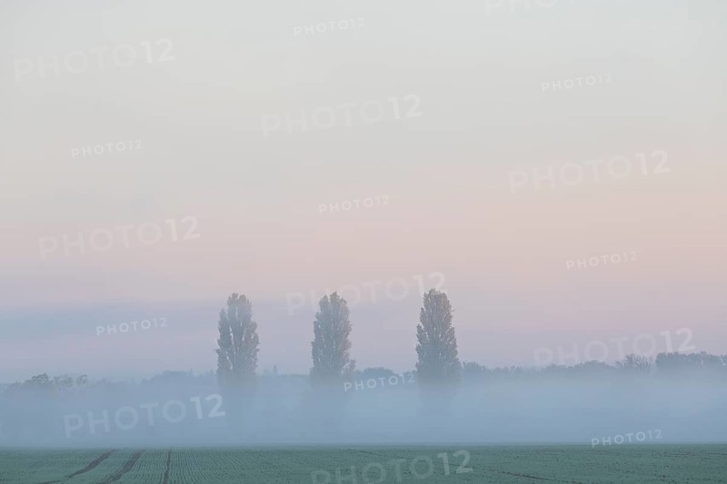 Poplars (Populus) at the edge of a field in autumn, morning fog in the Nassau, Weinböhla, Saxony, Germany