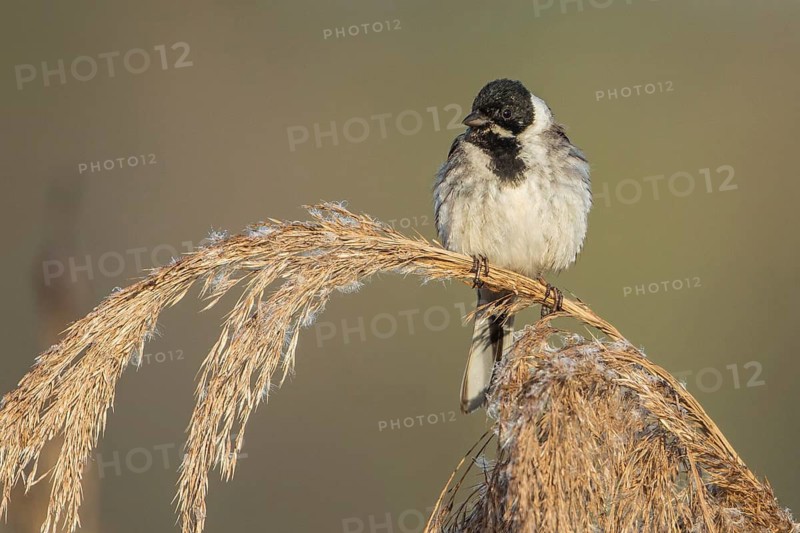 Common Reed Bunting (Emberiza schoeniclus) male, Baden-Wuerttemberg, Germany