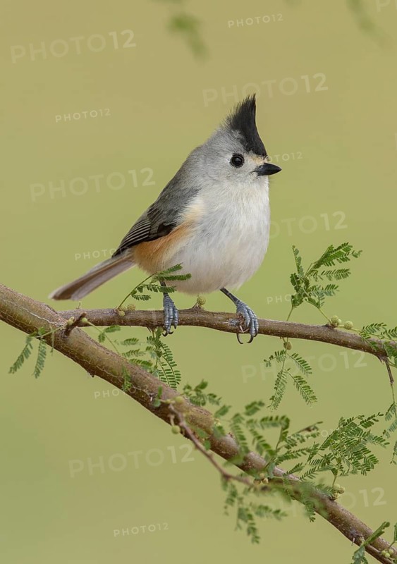 Tufted Titmouse (Baeolophus bicolor), Texas, USA