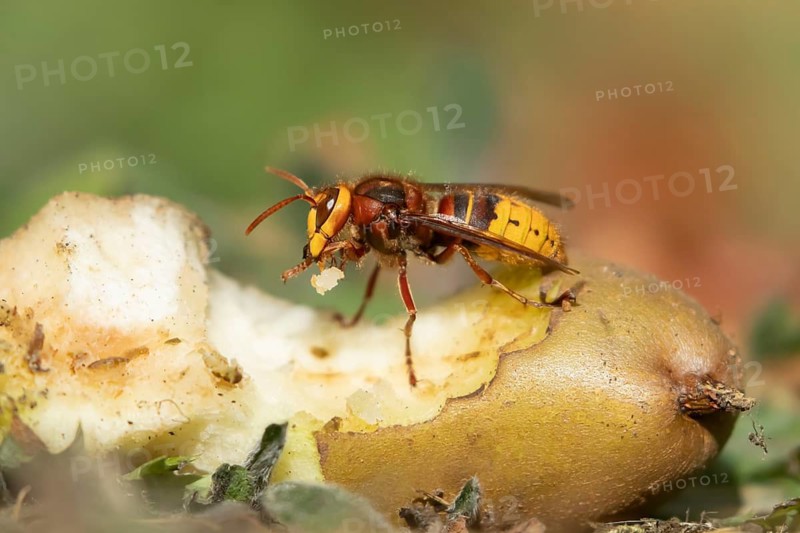 European hornet (Vespa crabro) adult insect feeding on a fallen pear fruit in a garden in summer, England, United Kingdom