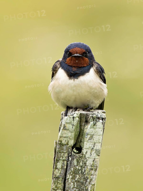 Barn Swallow (Hirundo rustica) perched on a wooden pole, Oeland, Sweden