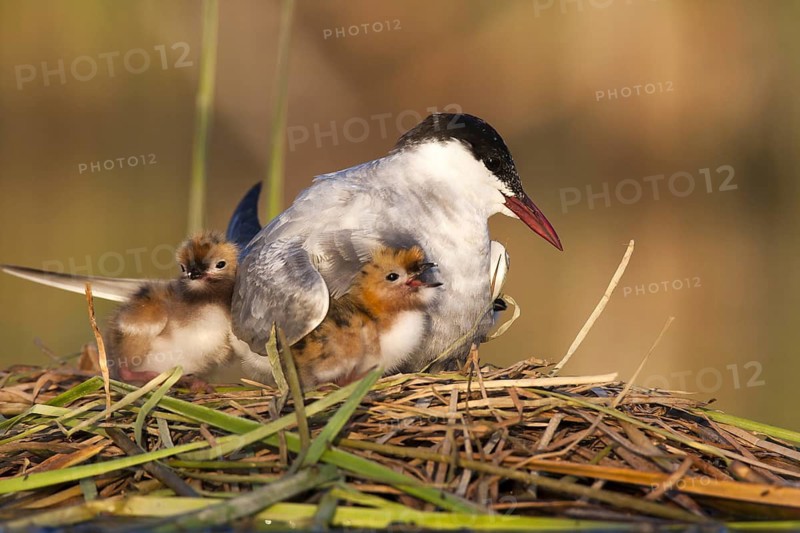 Whiskered Tern (Chlidonias hybrida) chicks, Andalusia, Spain