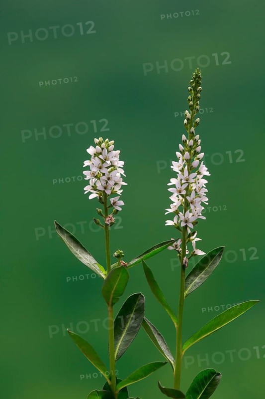 Spiked speedwell (Veronica spicata, Pseudolysimachion spicatum), white, flower, flowering, Germany