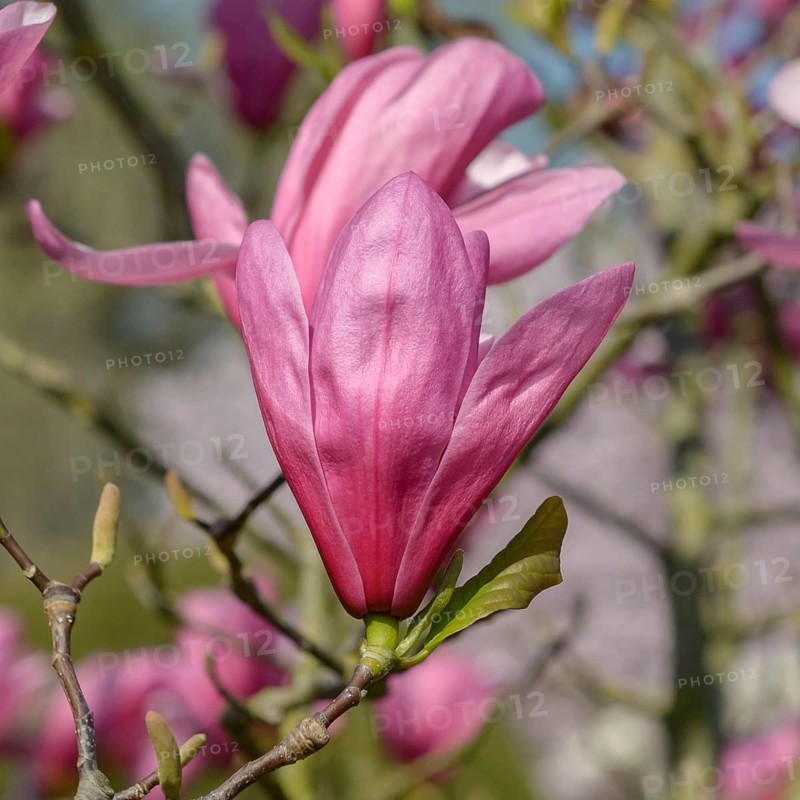 Magnolia (Magnolia 'Galaxy'), Wilhelma, Germany