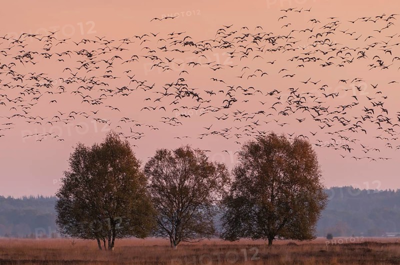Taiga Bean Goose & Greater White-fronted Goose (Anser fabalis & Anser albifrons) huge flock flying, Lower Saxony, Germany