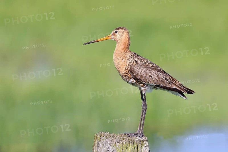 Black-tailed Godwit (Limosa limosa), perched on a fence post, waders, wildlife, nature photography, wet meadow, Ochsenmoor, Lake Dümmer, Lembruch, Lower Saxony, Germany
