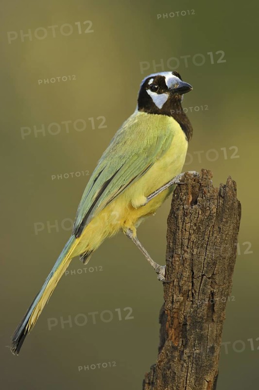 Green Jay (Cyanocorax luxuosus), Texas, USA