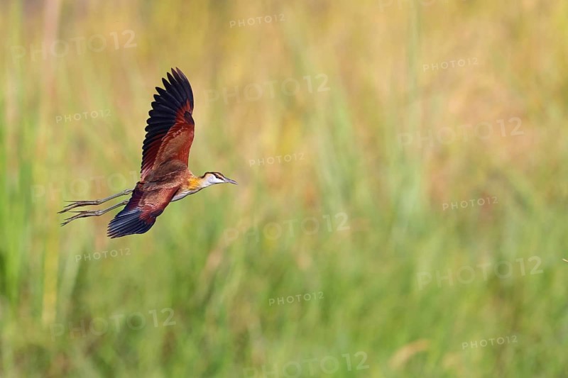 Blue-fronted Jacanas, (Actophilornis africana), Actophilornis africanus