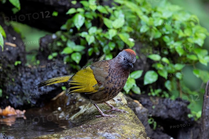 Assam Laughingthrush (Trochalopteron chrysopterum woodi), Yunnan, China