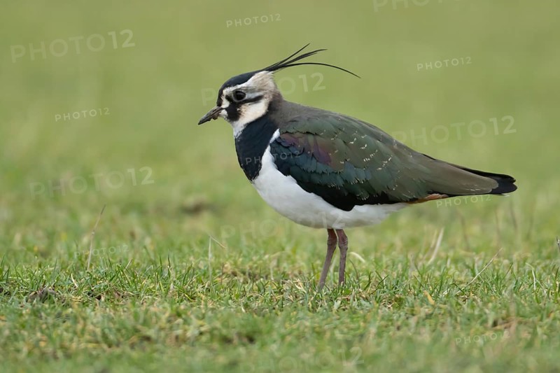 Northern lapwing or Green plover (Vanellus vanellus) adult wading bird on a grass field, RSPB Frampton marsh nature reserve, Lincolnshire, England, United KIngdom