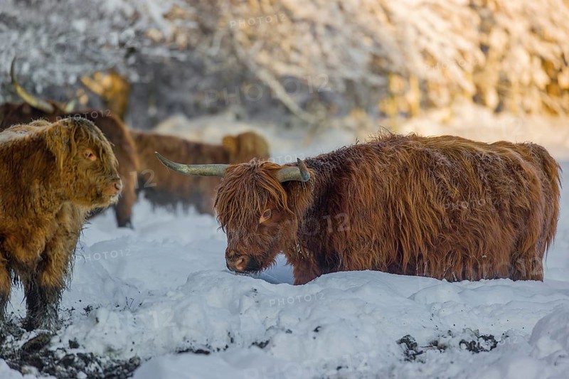 A highland calf (Bos primigenius taurus) and a cow standing in a snow-covered pasture