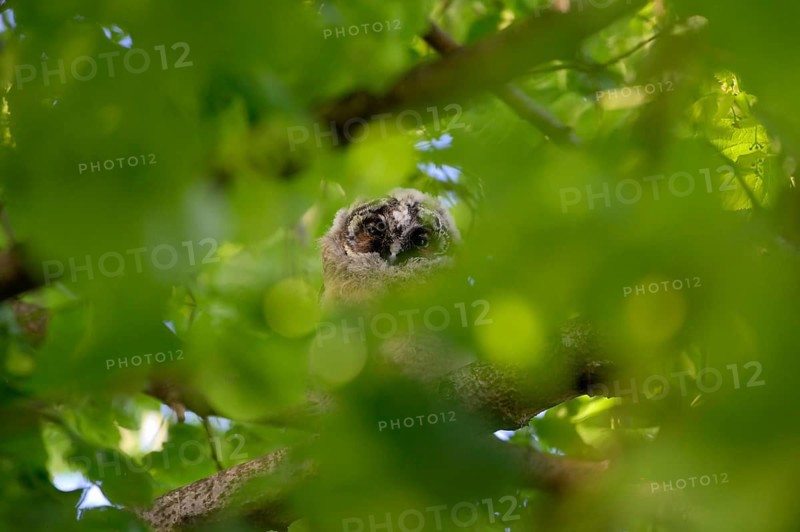 Long-eared owl (Asio otus), young bird, just fledged, nest fledgling, Bottrop, Ruhr area, North Rhine-Westphalia, Germany