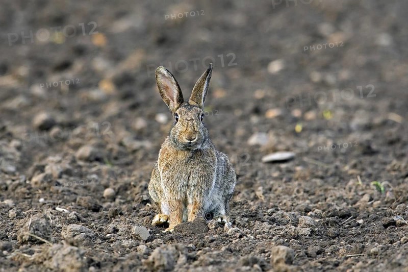 European rabbit, common rabbit (Oryctolagus cuniculus) showing camouflage colours in field in spring