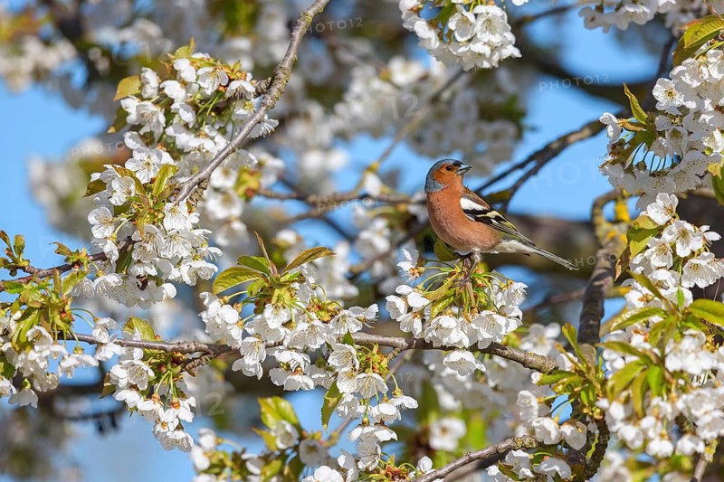 Common chaffinch (Fringilla coelebs), Bad D¸rkheim district, Wachenheim an der Weinstra?e, Rhineland-Palatinate, Germany