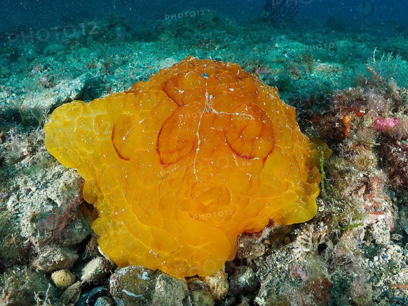 Large orange turtle snail, large flank-gilled snail (Pleurobranchus testudinarius), on a stony seabed underwater, dive site at the Cap de Creus Marine Reserve, Rosas, Costa Brava, Spain, Mediterranean Sea
