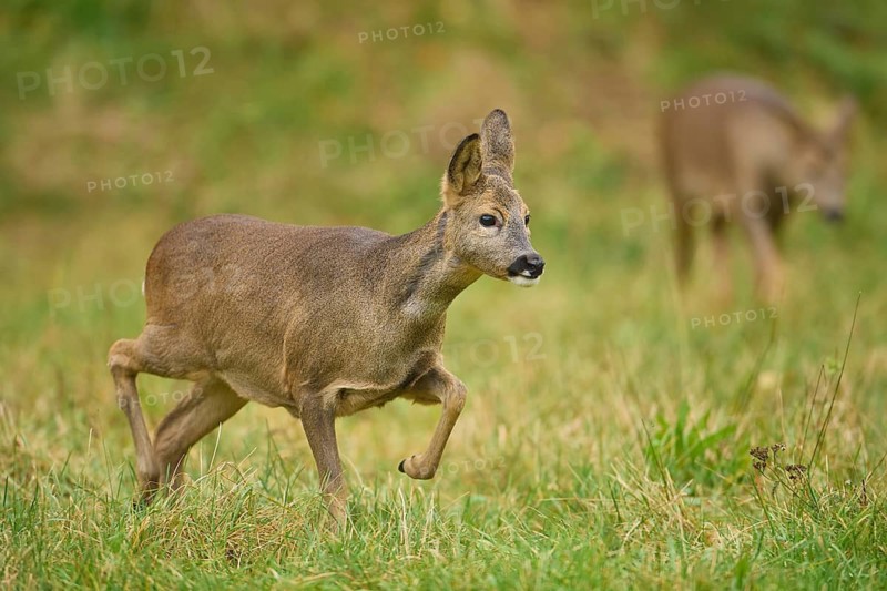 Roe Deer (Capreolus capreolus), female running in meadow, Hesse, Germany