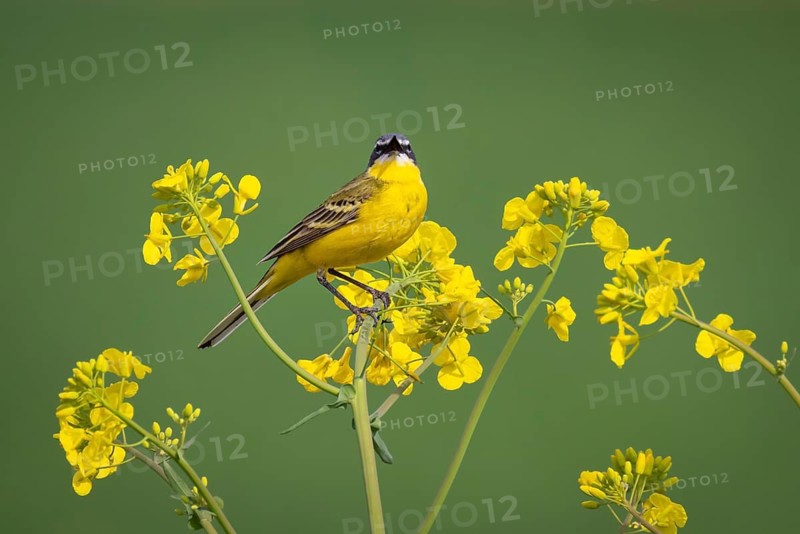 A yellow wagtail sits in spring in a flowering rape field near Frankfurt am Main, Frankfurt am Main, Hesse, Germany
